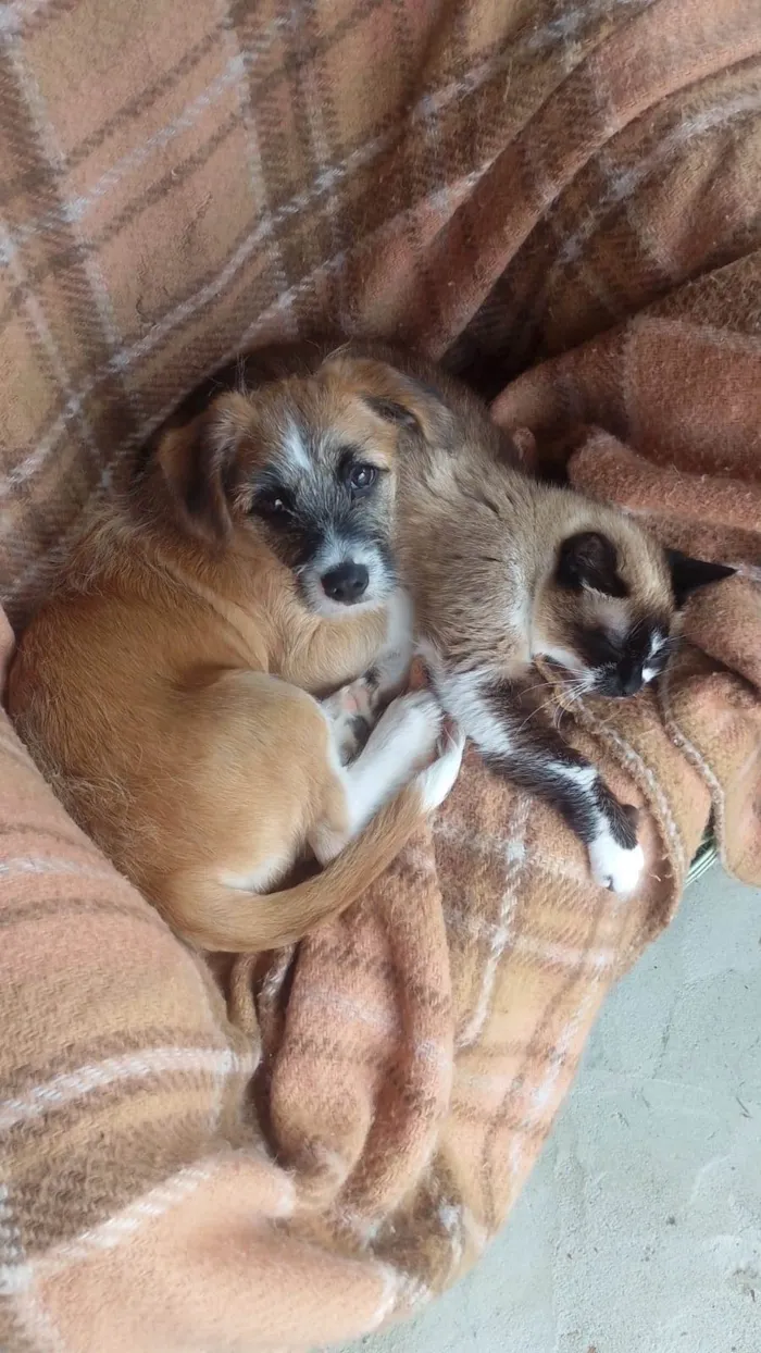 Cachorro raça SRD-ViraLata idade 2 a 6 meses nome Juca 