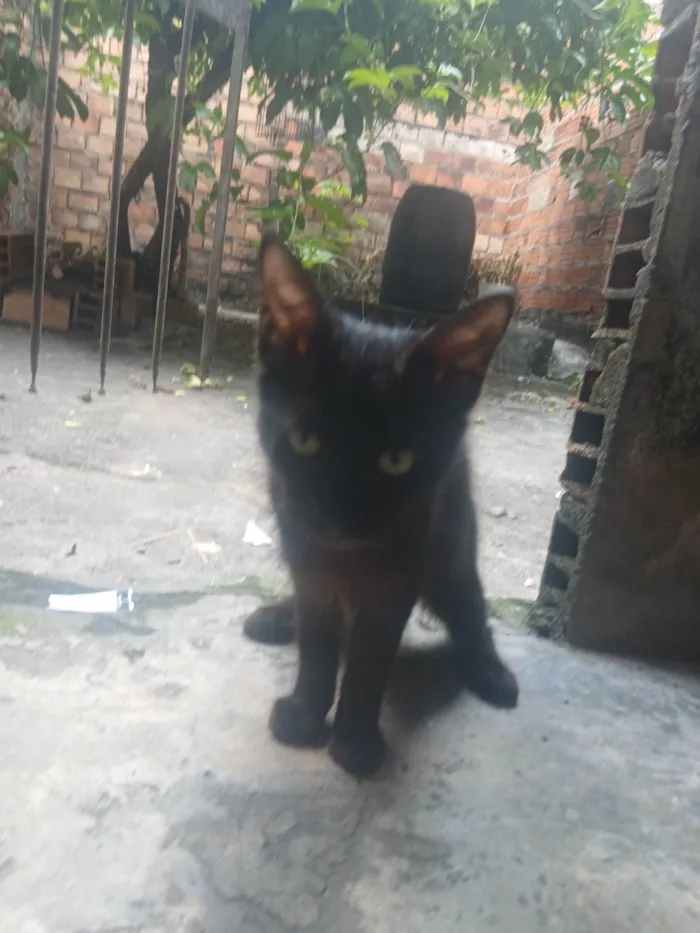 Gato raça SRD-ViraLata idade 2 a 6 meses nome Asta