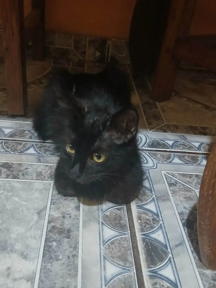 Gato raça SRD-ViraLata idade 2 a 6 meses nome Asta