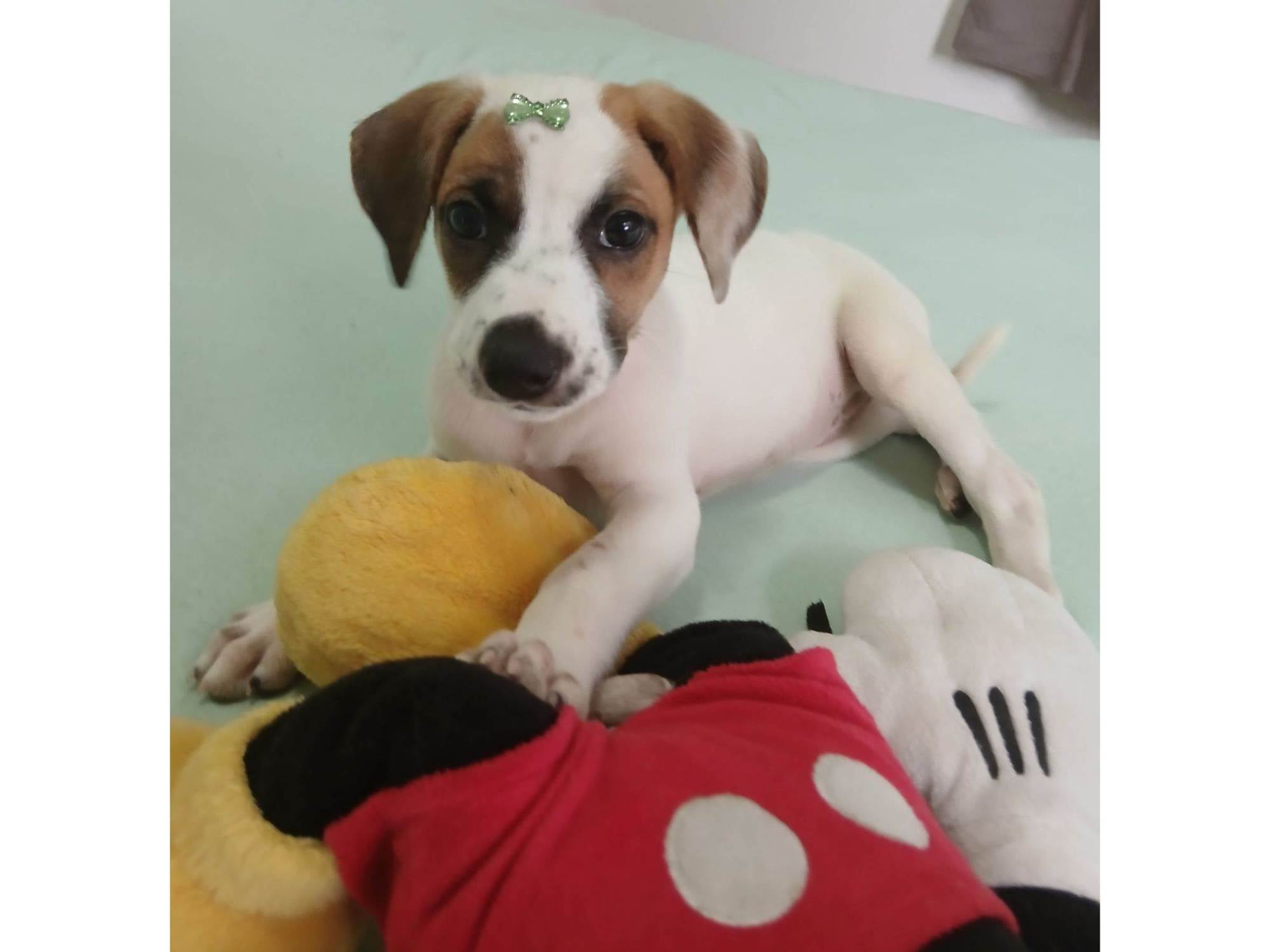 Cachorro raça SRD-ViraLata idade 2 a 6 meses nome Charlote