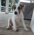 Cachorro raça SRD-ViraLata idade 2 a 6 meses nome Charlote