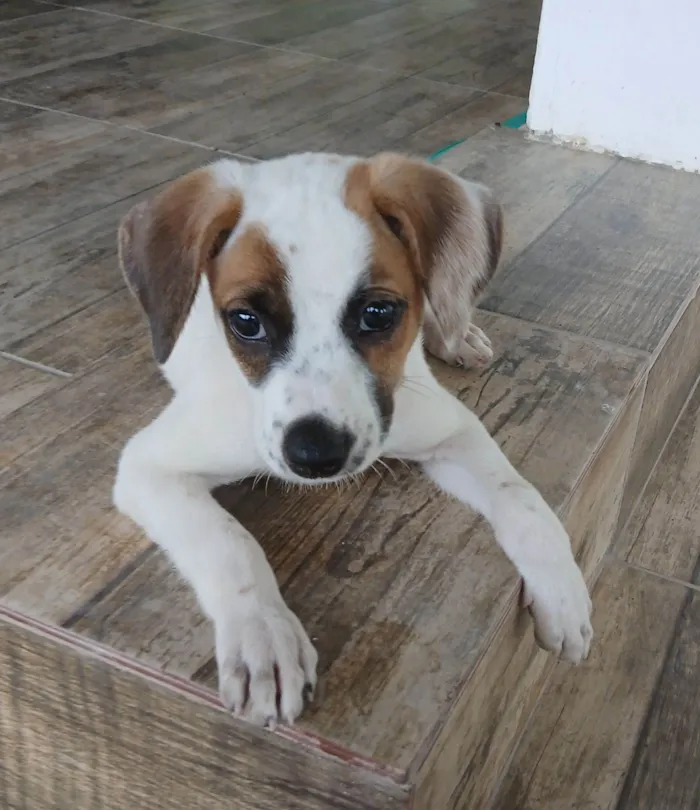 Cachorro raça SRD-ViraLata idade 2 a 6 meses nome Charlote