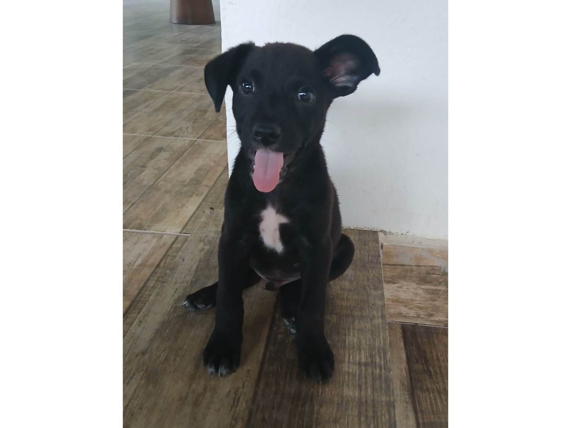 Cachorro raça SRD-ViraLata idade 2 a 6 meses nome Vini