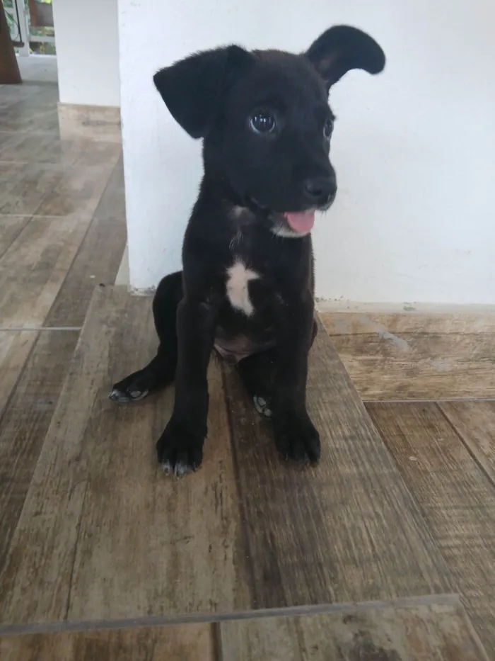 Cachorro raça SRD-ViraLata idade 2 a 6 meses nome Vini