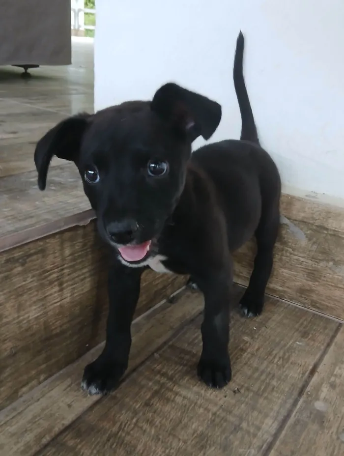 Cachorro raça SRD-ViraLata idade 2 a 6 meses nome Vini