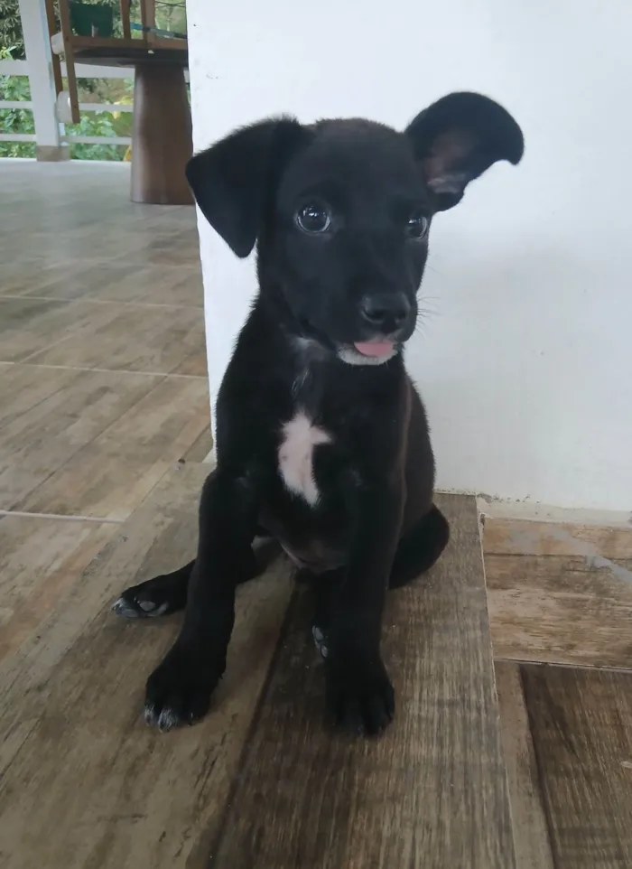 Cachorro raça SRD-ViraLata idade 2 a 6 meses nome Vini