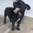 Cachorro raça SRD-ViraLata idade 2 a 6 meses nome Vini