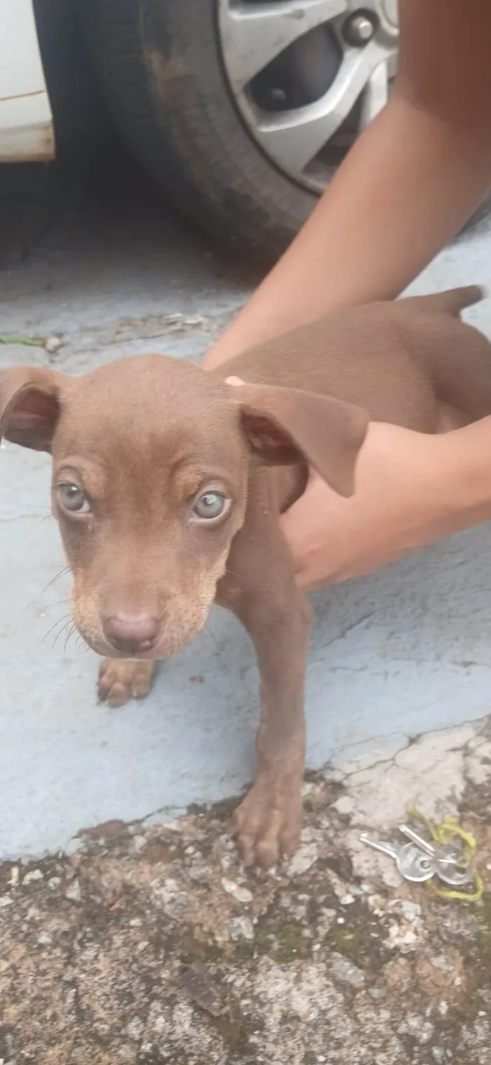 Cachorro raça SRD-ViraLata idade 2 a 6 meses nome SEM NOME 