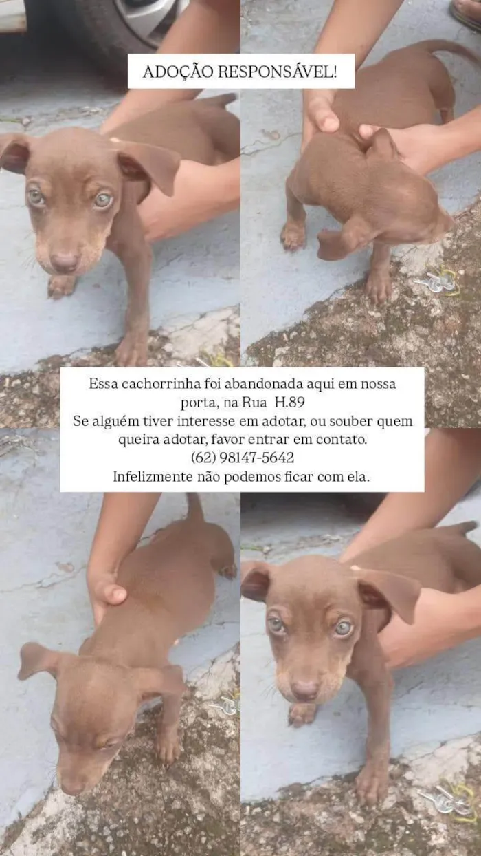 Cachorro raça SRD-ViraLata idade 2 a 6 meses nome SEM NOME 