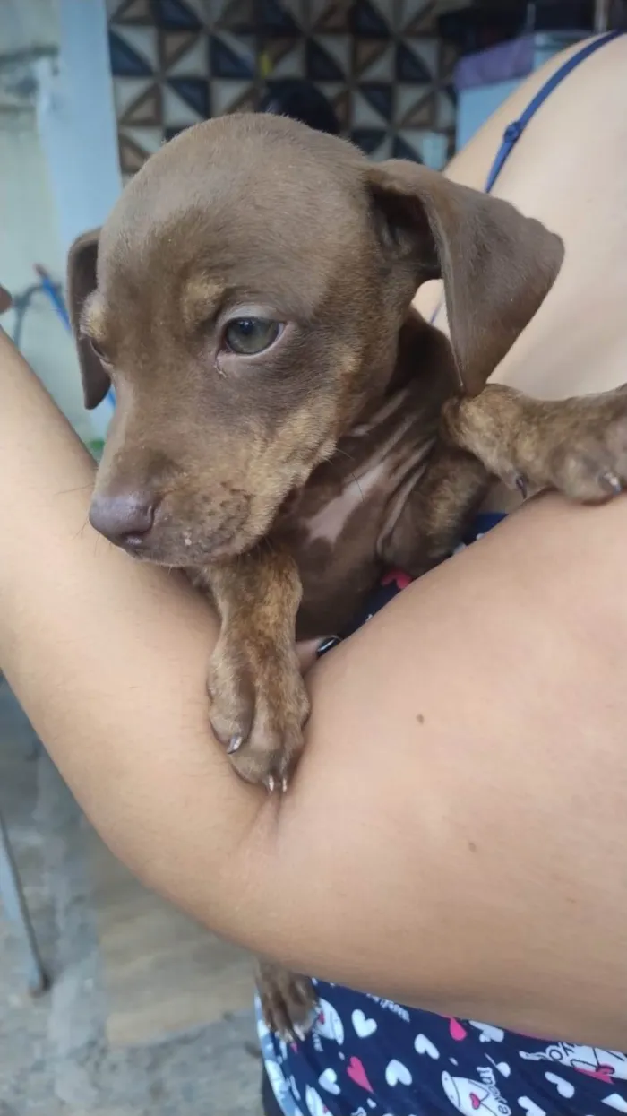 Cachorro raça SRD-ViraLata idade 2 a 6 meses nome SEM NOME 