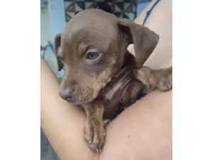 Cachorro raça SRD-ViraLata idade 2 a 6 meses nome SEM NOME 