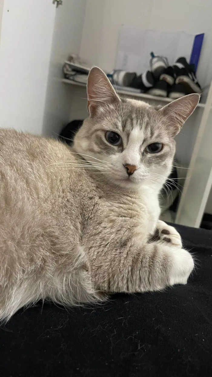 Gato raça SRD-ViraLata idade 1 ano nome Nala