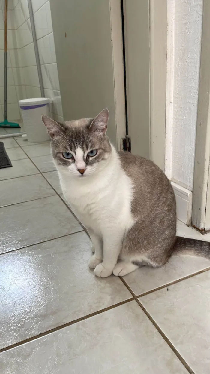 Gato raça SRD-ViraLata idade 1 ano nome Nala