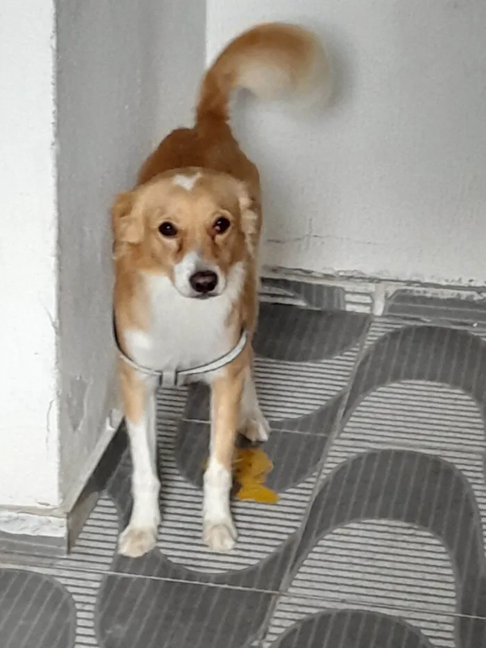 Cachorro raça SRD-ViraLata idade 2 anos nome Luck