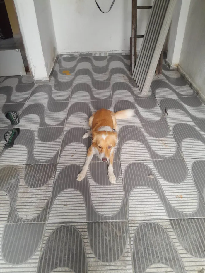 Cachorro raça SRD-ViraLata idade 2 anos nome Luck