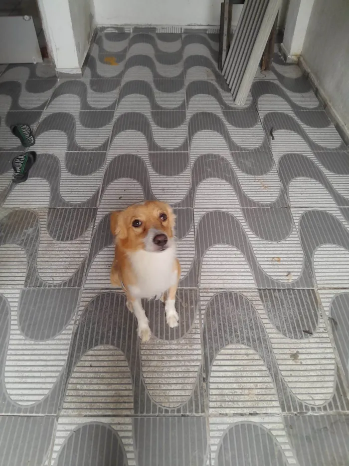 Cachorro raça SRD-ViraLata idade 2 anos nome Luck