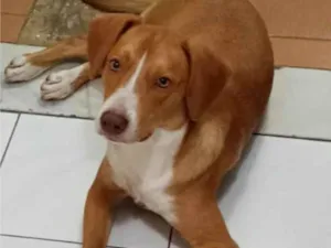 Cachorro raça SRD-ViraLata idade 2 a 6 meses nome Boni caramelo 