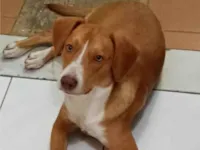 Cachorro raça SRD-ViraLata idade 2 a 6 meses nome Boni caramelo 