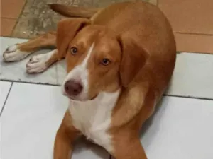 Cachorro raça SRD-ViraLata idade 2 a 6 meses nome Boni caramelo 
