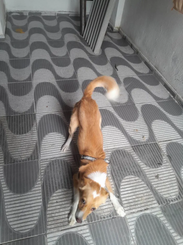 Cachorro raça SRD-ViraLata idade 2 anos nome Luck