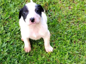 Cachorro raça Labrador idade Abaixo de 2 meses nome Sem nome