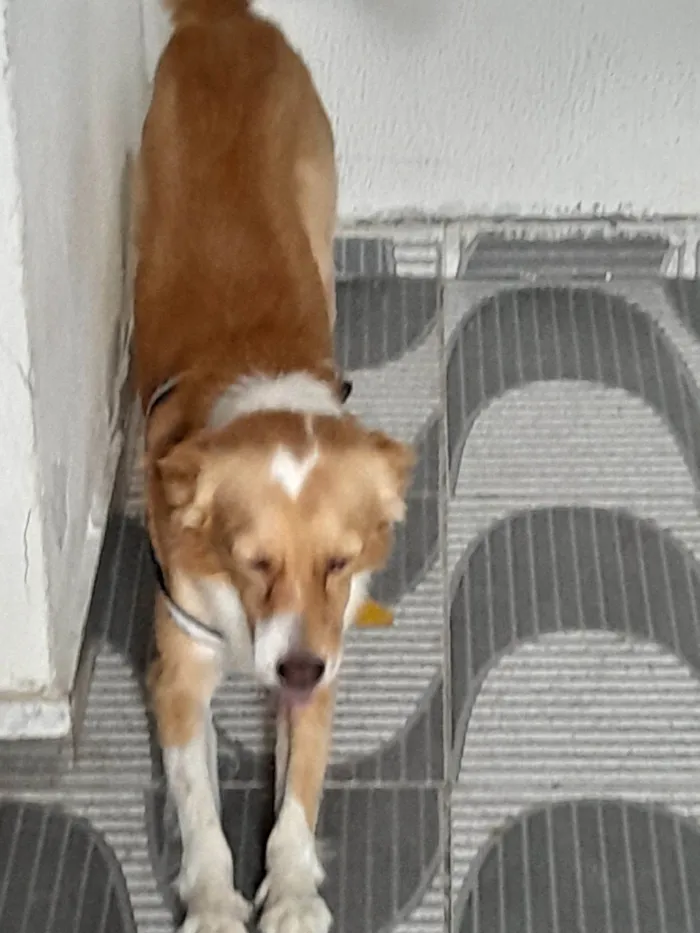 Cachorro raça SRD-ViraLata idade 2 anos nome Luck