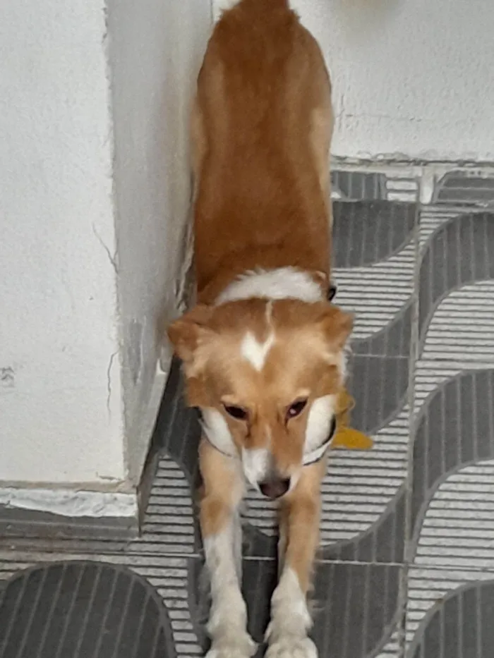 Cachorro raça SRD-ViraLata idade 2 anos nome Luck