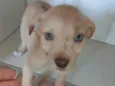 Cachorro raça SRD-ViraLata idade Abaixo de 2 meses nome LESSIE