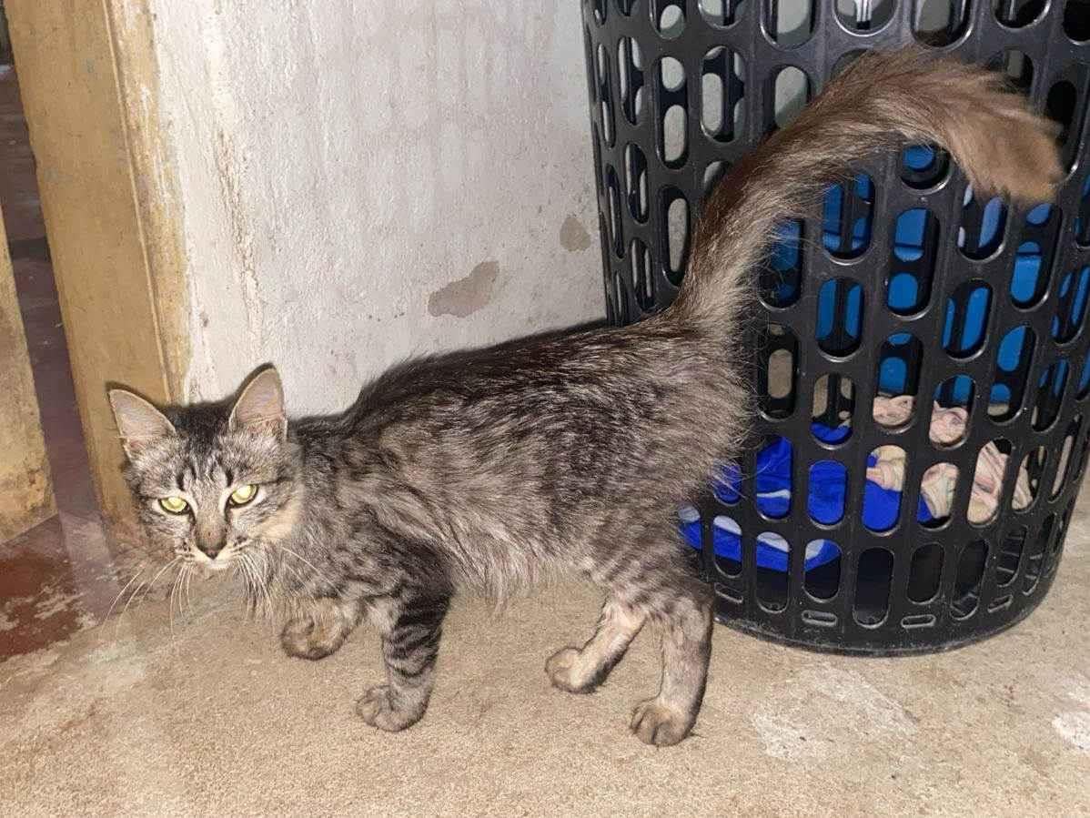 Gato raça SRD-ViraLata idade 2 a 6 meses nome NINA