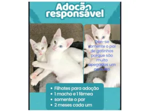Gato raça SRD-ViraLata idade 2 a 6 meses nome Junior e kathleen