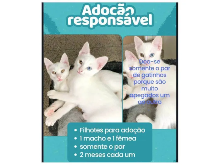 Gato raça SRD-ViraLata idade 2 a 6 meses nome Junior e kathleen