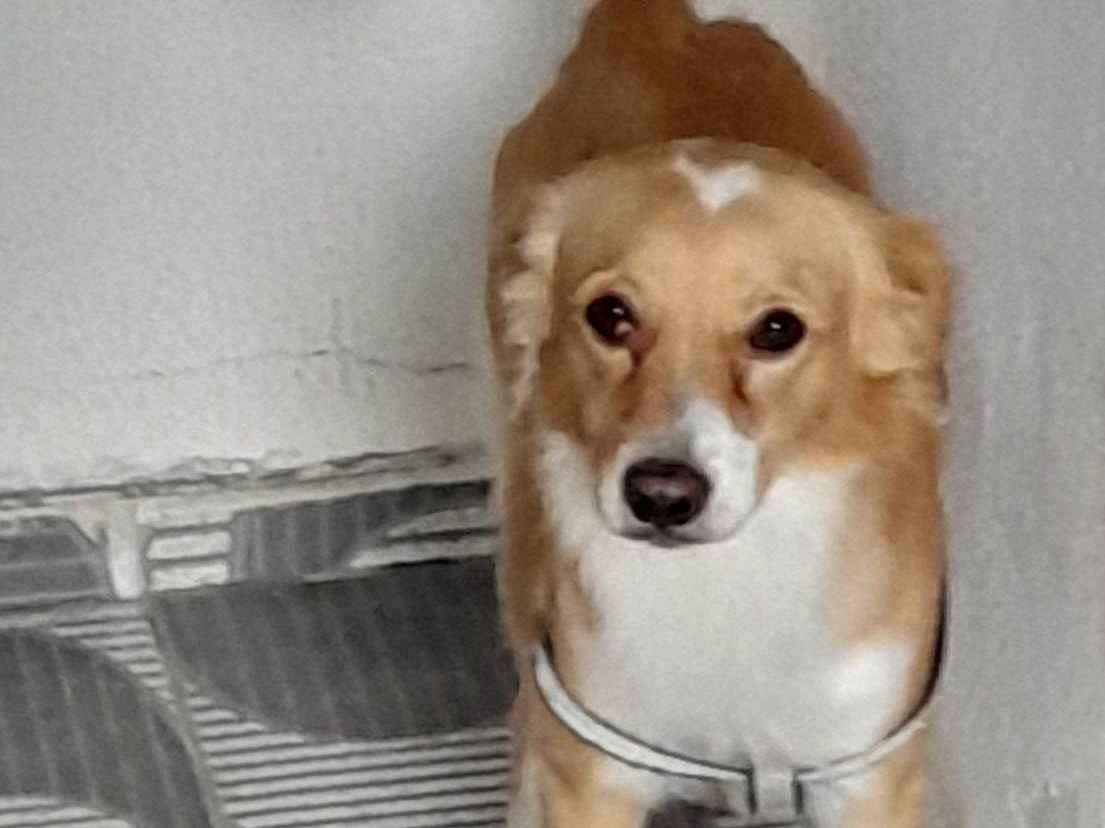 Cachorro raça SRD-ViraLata idade 2 anos nome Luck