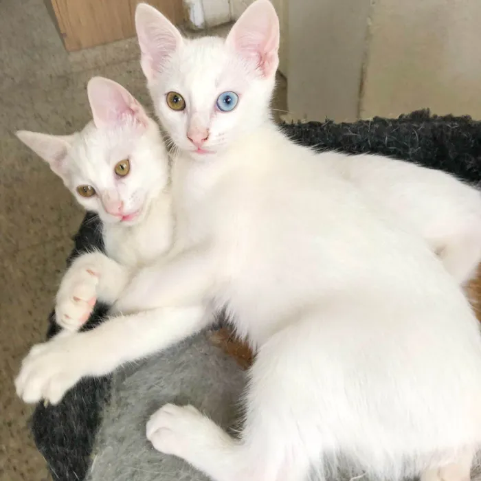 Gato raça SRD-ViraLata idade 2 a 6 meses nome Junior e kathleen