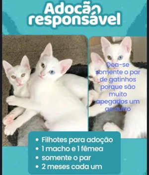 Gato raça Angorá idade 2 a 6 meses nome Júnior e Kathleen 