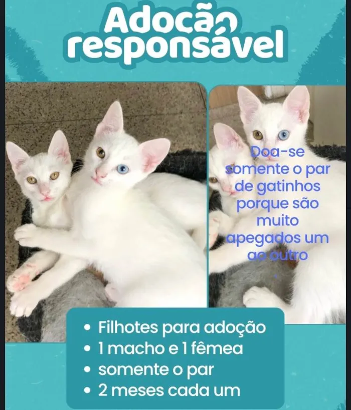 Gato raça Angorá idade 2 a 6 meses nome Júnior e Kathleen 