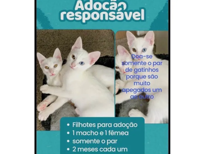 Gato raça Angorá idade 2 a 6 meses nome Júnior e Kathleen 