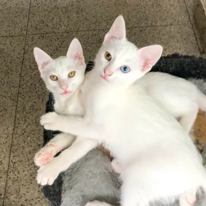 Gato raça Angorá idade 2 a 6 meses nome Júnior e Kathleen 