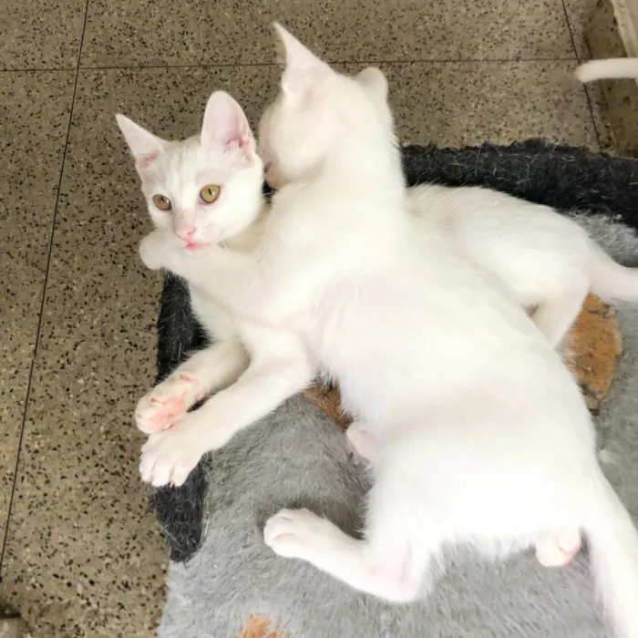 Gato raça Angorá idade 2 a 6 meses nome Júnior e Kathleen 