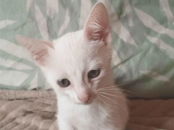 2 gatinhos branco do olho azul