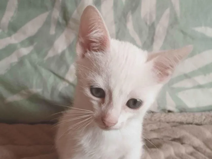 2 gatinhos branco do olho azul