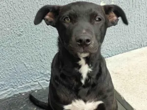Cachorro raça SRD-ViraLata idade 2 a 6 meses nome Luna