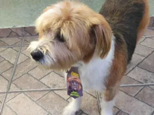 Cachorro raça SRD-ViraLata idade 6 ou mais anos nome Marley 