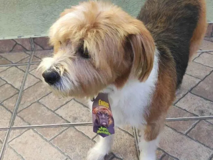 Cachorro raça SRD-ViraLata idade 6 ou mais anos nome Marley 