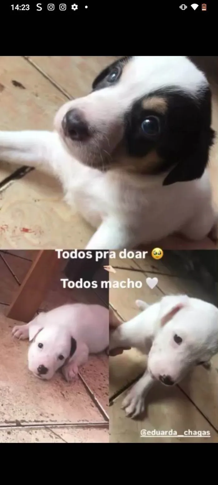 Cachorro raça SRD-ViraLata idade 2 a 6 meses nome Dog, Fred e lup