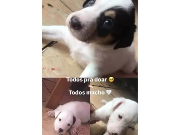 Cachorro raça SRD-ViraLata idade 2 a 6 meses nome Dog, Fred e lup