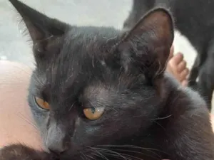 Gato raça SRD-ViraLata idade 2 a 6 meses nome Banguela 