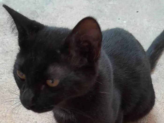 Gato raça SRD-ViraLata idade 2 a 6 meses nome Banguela 