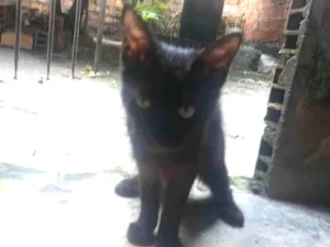 Gato raça SRD-ViraLata idade 2 a 6 meses nome Asta