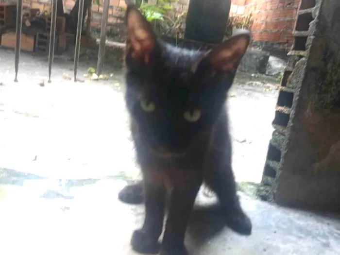 Gato raça SRD-ViraLata idade 2 a 6 meses nome Asta