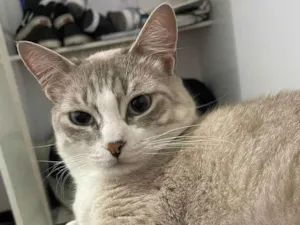 Gato raça SRD-ViraLata idade 1 ano nome Nala